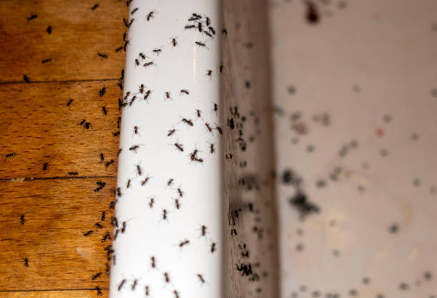 Best Pest Inspection Near Me  in Holland, MI